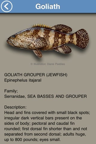 fish-goliath-
