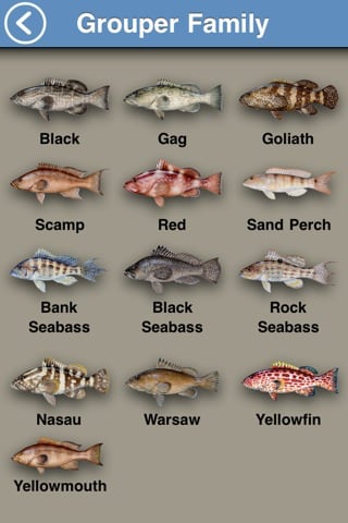fish-grouper fam-