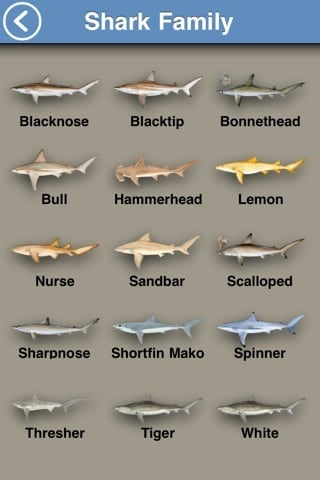 shark fam-