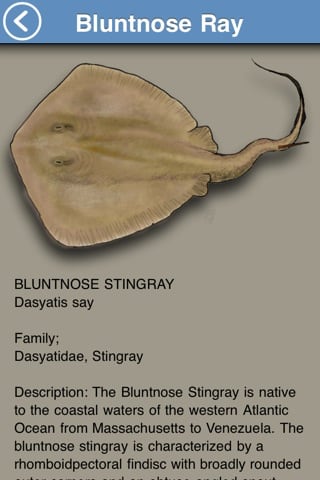 fish-bluntnose-