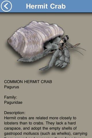 fish-hermit-