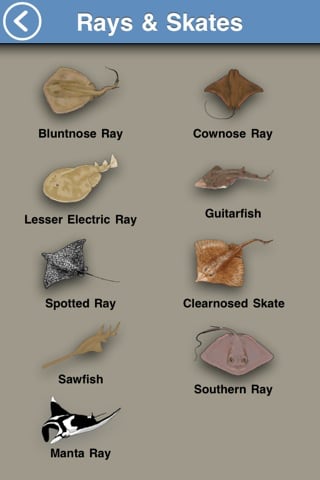 fish-rays-
