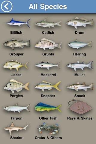 Eleven Types of Fish You'll Find in the Gulf of Mexico