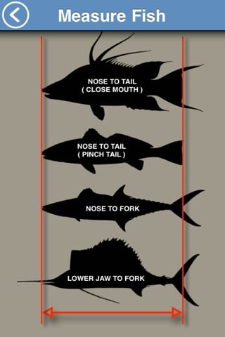 measure fish-